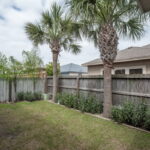 Mature Florida Sabal Palms.